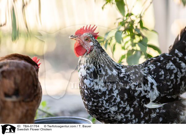 Schwedisches Blumenhuhn / Swedish Flower Chicken / TBA-01764