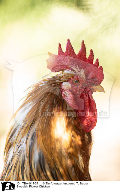 Schwedisches Blumenhuhn / Swedish Flower Chicken / TBA-01765