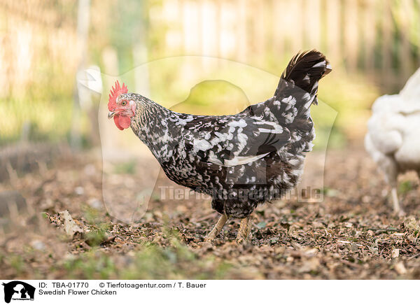 Schwedisches Blumenhuhn / Swedish Flower Chicken / TBA-01770