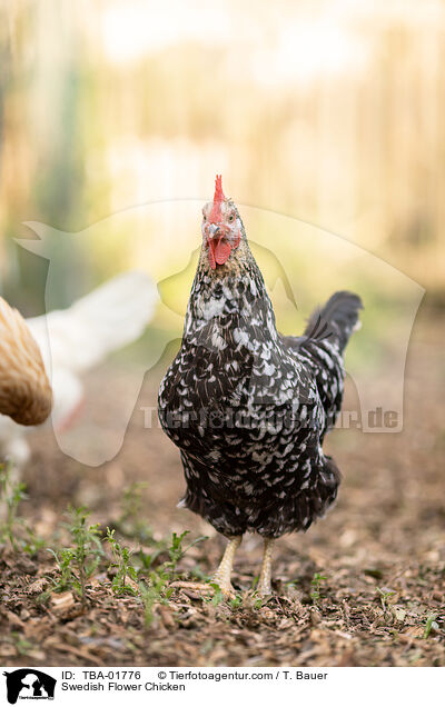 Schwedisches Blumenhuhn / Swedish Flower Chicken / TBA-01776