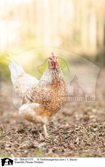 Schwedisches Blumenhuhn / Swedish Flower Chicken / TBA-01777