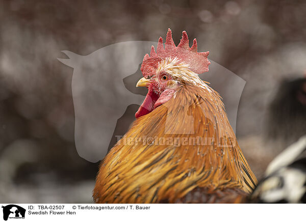 Schwedisches Blumenhuhn / Swedish Flower Hen / TBA-02507