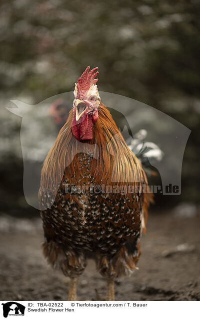 Schwedisches Blumenhuhn / Swedish Flower Hen / TBA-02522