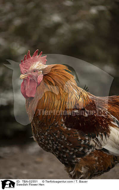 Schwedisches Blumenhuhn / Swedish Flower Hen / TBA-02551