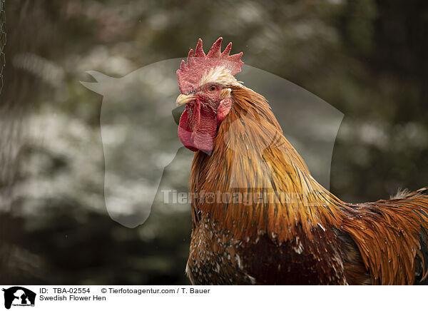 Schwedisches Blumenhuhn / Swedish Flower Hen / TBA-02554