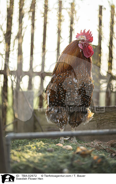 Schwedisches Blumenhuhn / Swedish Flower Hen / TBA-02672