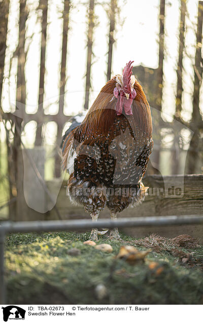 Schwedisches Blumenhuhn / Swedish Flower Hen / TBA-02673