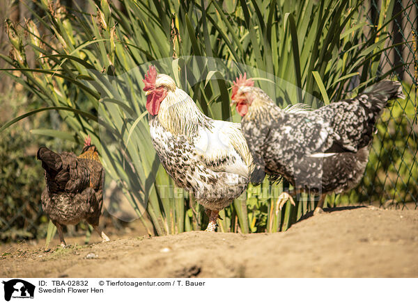 Schwedisches Blumenhuhn / Swedish Flower Hen / TBA-02832