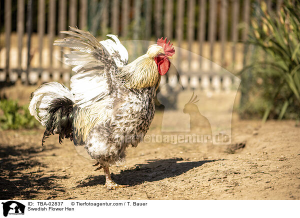 Schwedisches Blumenhuhn / Swedish Flower Hen / TBA-02837