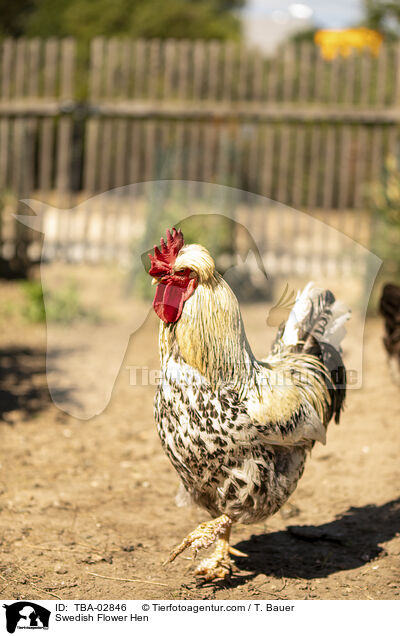 Schwedisches Blumenhuhn / Swedish Flower Hen / TBA-02846