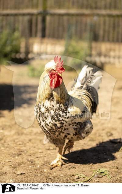 Schwedisches Blumenhuhn / Swedish Flower Hen / TBA-02847
