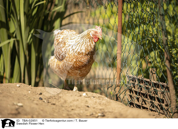 Schwedisches Blumenhuhn / Swedish Flower Hen / TBA-02851