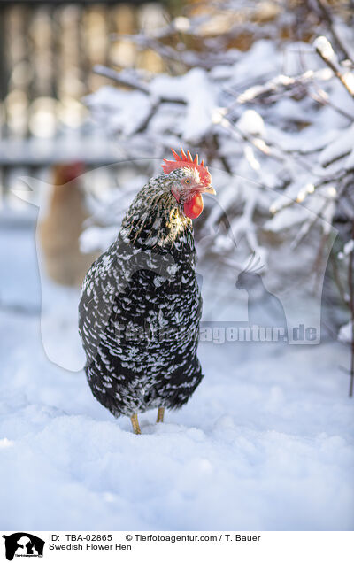 Schwedisches Blumenhuhn / Swedish Flower Hen / TBA-02865