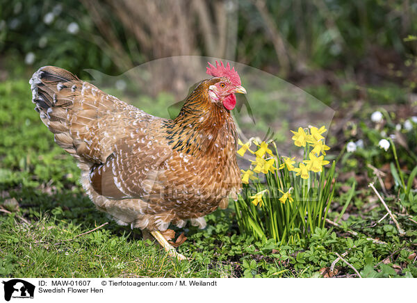 Schwedisches Blumenhuhn / Swedish Flower Hen / MAW-01607