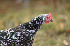 Swedish Flower Chicken