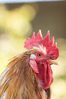 Swedish Flower Chicken