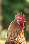 Swedish Flower Chicken