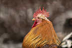 Swedish Flower Hen