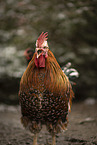 Swedish Flower Hen
