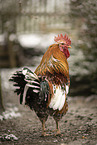 Swedish Flower Hen