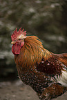 Swedish Flower Hen
