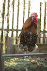 Swedish Flower Hen
