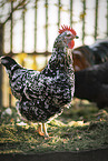 Swedish Flower Hen