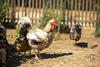 Swedish Flower Hen