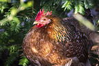 Swedish Flower Hen
