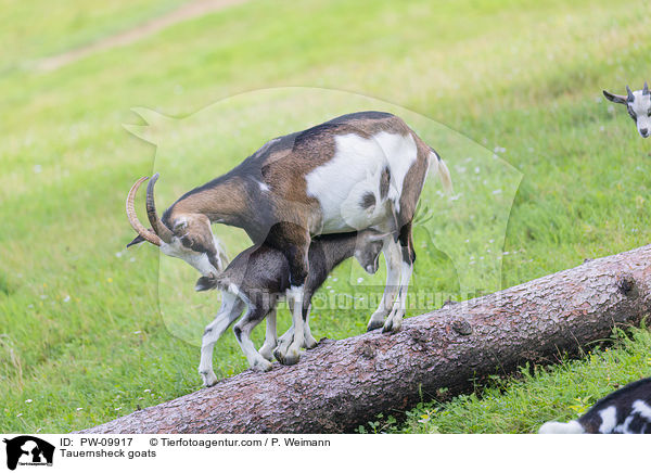 Tauernsheck goats / PW-09917