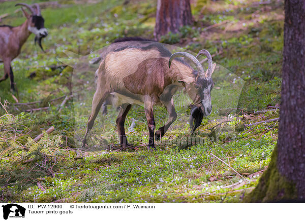 Tauernscheckenziegen / Tauern pinto goats / PW-12900