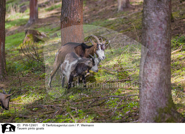 Tauern pinto goats / PW-12901