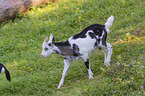 Tauernsheck goat