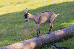 Tauernsheck goat