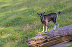 Tauernsheck goat