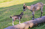 Tauernsheck goats