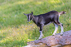 Tauernsheck goat