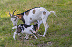 Tauernsheck goats