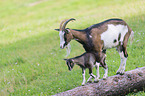 Tauernsheck goats