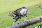 Tauernsheck goats