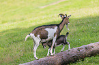 Tauernsheck goats