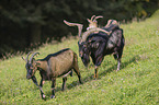 Tauernsheck Goats