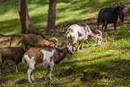 Tauern pinto goats