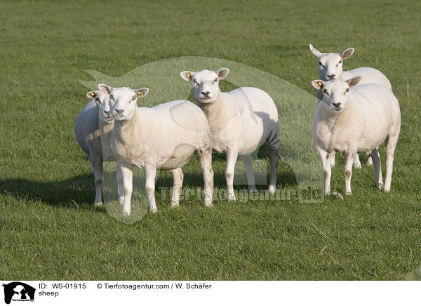 sheep / WS-01915