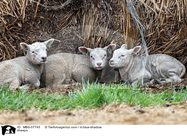 sheeps / MBS-07745