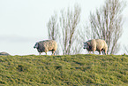 Texel sheeps