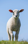 young Texel Sheep