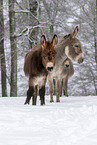 Thuringian Forest Donkeys