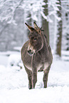Thuringian donkey