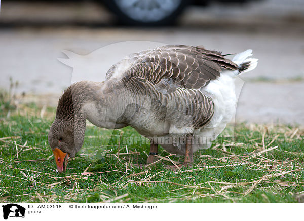 goose / AM-03518
